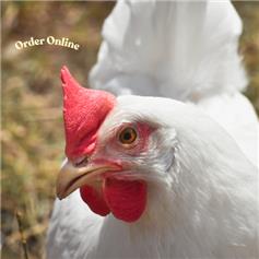 White Star POL chicken (white eggs)