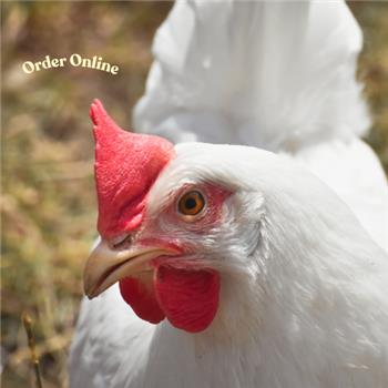 White Star POL chicken (white eggs)