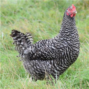 Speckledy POL chicken