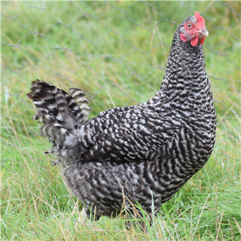 Speckledy pullet (young chicken), 14~15 weeks