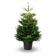 Nordmann Fir, pot grown - 80/100 cm