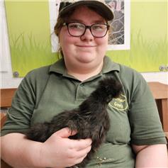 Silkie POL chicken - Black
