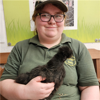 Silkie POL chicken - Black