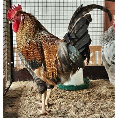 Cockerel - Yorkshire