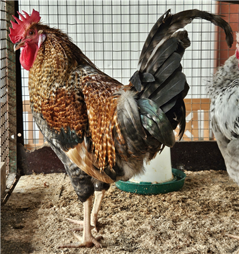 Cockerel - Yorkshire