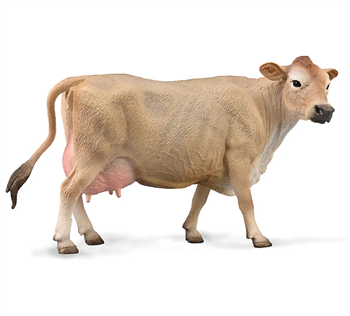 Jersey Cow
