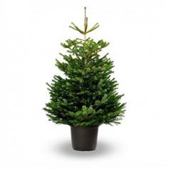 Nordmann Fir, pot grown - 150/175 cm
