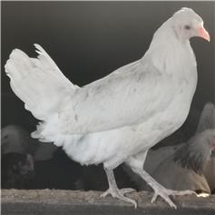 Cheshire Blue (Blue Egg Layer) pullet, 10 to 11 weeks