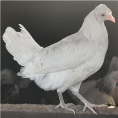 Chickens - Cheshire Blue (Blue Egg Layer) - Jan/Feb