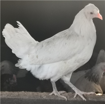 Cheshire Blue (Blue Egg Layer) pullet, 10 to 11 weeks