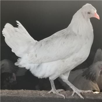 Cheshire White (blue/green eggs) POL chicken