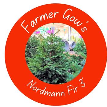 Nordmann Fir ~ 1/1.25m (3 feet)