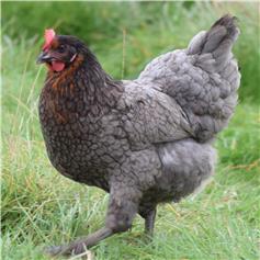 Chickens - Beechwood Blue Nov/Dec