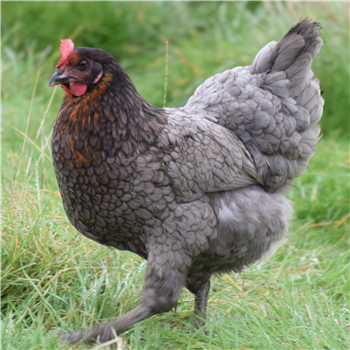 Beechwood Blue POL chicken