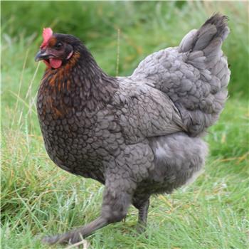 Beechwood Blue pullets (young chickens) - 8 to 9 weeks (A)