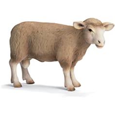 Sheep - Ram