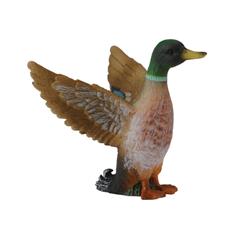 Mallard Duck