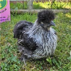 Silkie bantam chicken - Black
