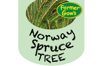 Only available to order until 31 Oct - Norway Spruce ~ 3.5-4m (12/13')