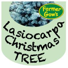 Lasio Carpa Fir ~ 1.5/1.75 m (5 feet)