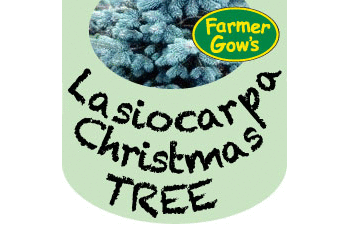Lasio Carpa Fir ~ 2.25/2.50 m (8')
