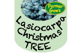 Lasio Carpa Fir ~ 2/2.25 m (7 feet)
