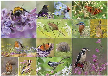 RSPB Wildlife Wonder