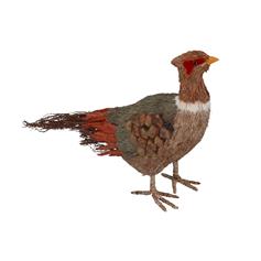 Pheasant