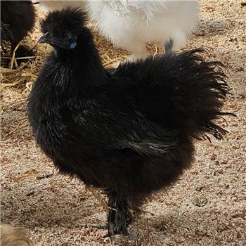 Silkie bantam chicken - Black