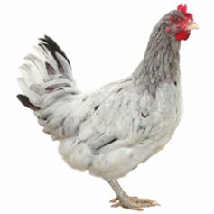 Lilac Splash POL chicken