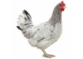 Lilac Splash POL chicken