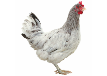 Lilac Splash POL chicken