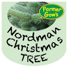 Only available to order until 31 Oct - Nordmann Fir ~ 3/3.5m (10/11')
