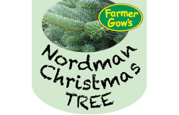 Nordmann Fir ~ 2.5/3m (9')