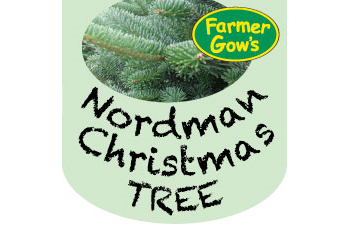 Only available to order until 31 Oct - Nordmann Fir ~ 3/3.5m (10/11')