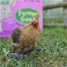 Pekin bantam chicken - Gold