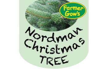 Only available to order until 31 Oct - Nordmann Fir ~ 3.5/4m (12/13')