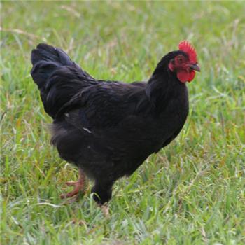 Copper Maran Black pullets (young chickens) - 8 to 9 weeks (A)