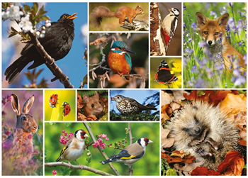 RSPB Great British Wildlife