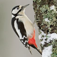 Woodpecker Christmas