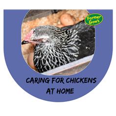 Caring for Chickens at Home