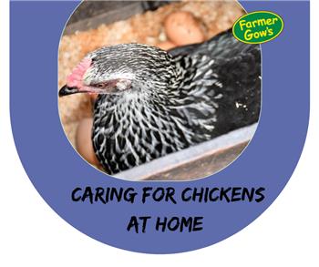 Caring for Chickens at Home