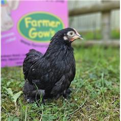 Pekin bantam chicken - Black