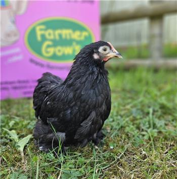 Pekin bantam chicken - Black