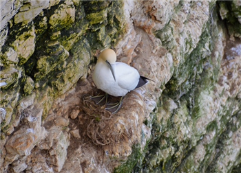 Gannet