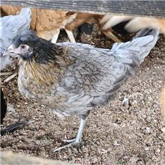 Tuti POL chicken