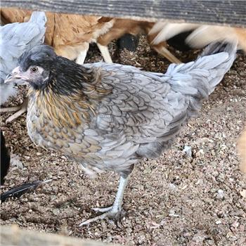 Tuti POL chicken