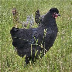 Cheshire Black (blue/green eggs) POL chicken