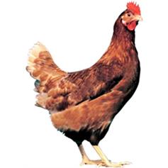 Chickens - Bovan Brown - Mar/Apr