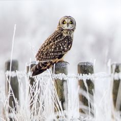 Short-Eared Owl Christmas